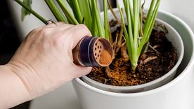 La canela, ideal para ayudar a las plantas. Foto: Fuente: Shutterstock La canela, ideal para ayudar a las plantas. Foto: Fuente: Shutterstock