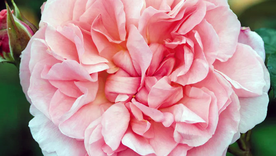Strawberry Hill, una variedad de rosas trepadoras que crece hasta 3 metros de altura. Foto: eu.davidaustinroses.com