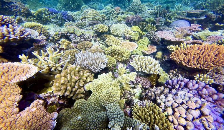 La Gran Barrera de Coral es el sistema de arrecifes de coral más grande del mundo. Foto Dpa