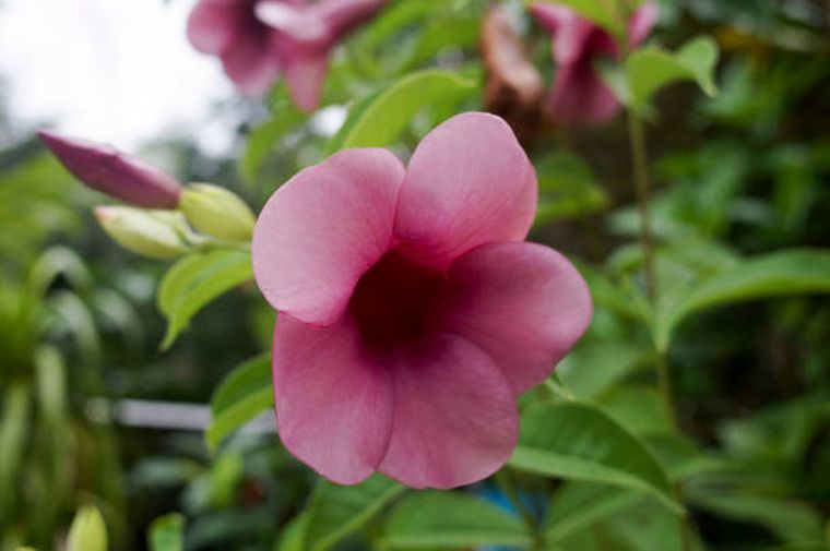 Floripondio, una de las plantas que debes evitar en tu casa.