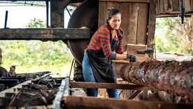 La industria forestal es una de las más productivas de la provincia y lidera las exportaciones y la generación de divisas. Foto: Shutterstock