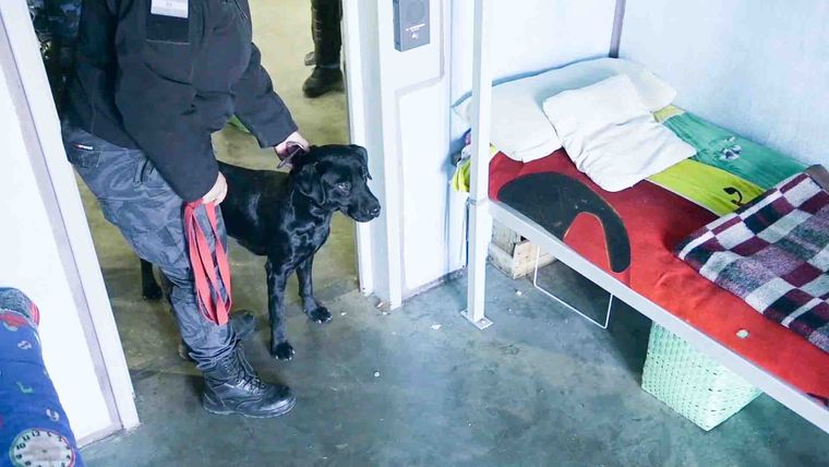 En silencio, sin ladrar y con una mirada fija, los canes indican la presencia de un celular. En silencio, sin ladrar y con una mirada fija, los canes indican la presencia de un celular.