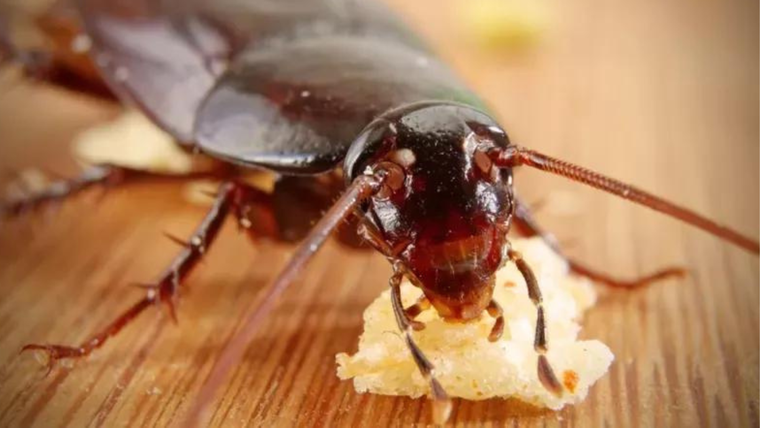 Un solo ingrediente puede ser tu salvador.&nbsp;