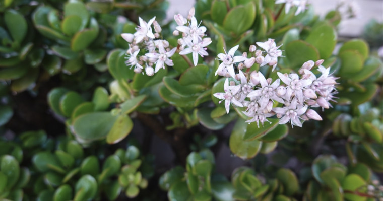Ayuda a que tu planta de jade florezca como nunca antes Foto: Shutterstock
