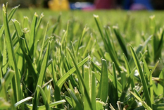 Quitar el pasto amarillento de tu jardín no es imposible si sigues estos pasos Foto: Archivo