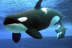las orcas son capaces de aprender el ?lenguaje? de los delfines