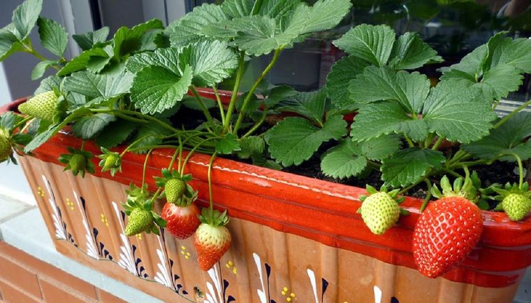 Disfruta de tus dulces frutillas sin que estas se pudran antes de tiempo Foto: Infocampo