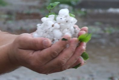 MDZol | Foto: infoalvear.com