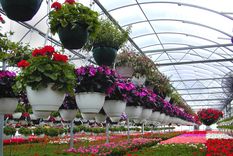 de compras en el vivero: como elegir la planta adecuada para nuestro hogar de compras en el vivero: como elegir la planta adecuada para nuestro hogar