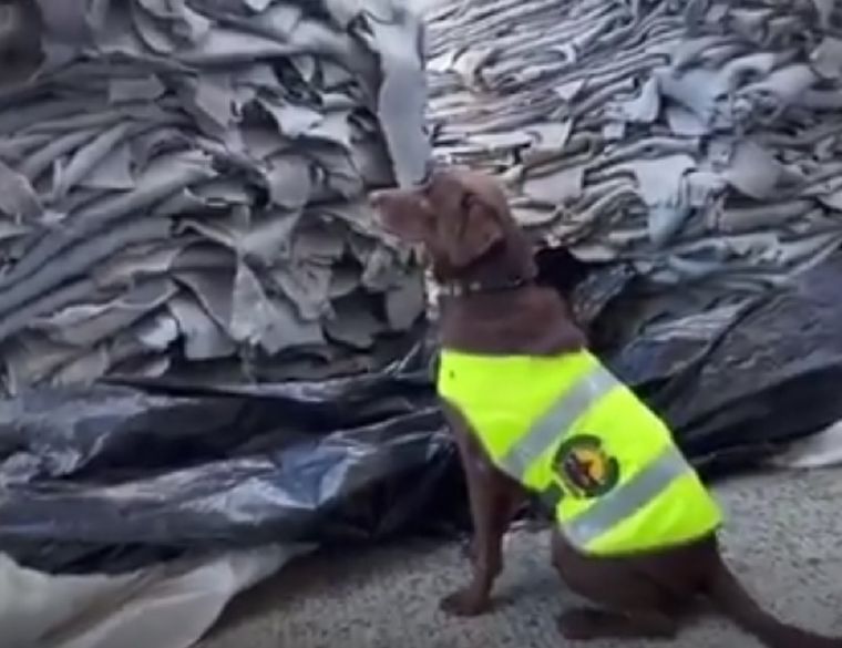 Aseguran que se trata de un duro golpe a las finanzas de las organizaciones criminales. Foto: Captura de video