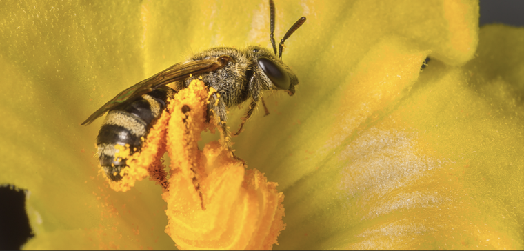 En verano, las abejas buscan alimento y polinizan las plantas.Foto: Shutterstock
