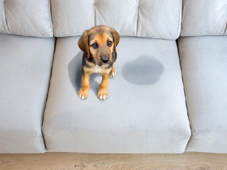 Con este truco casero el perro no se orinará más en la casa Foto: Archivo