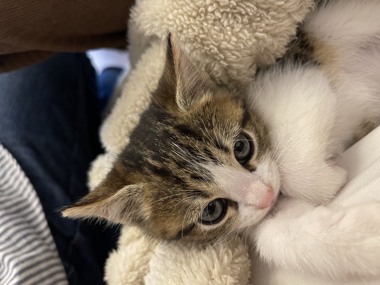 Aprende a cuidar tu gato luego de una operación Foto: Wikipedia