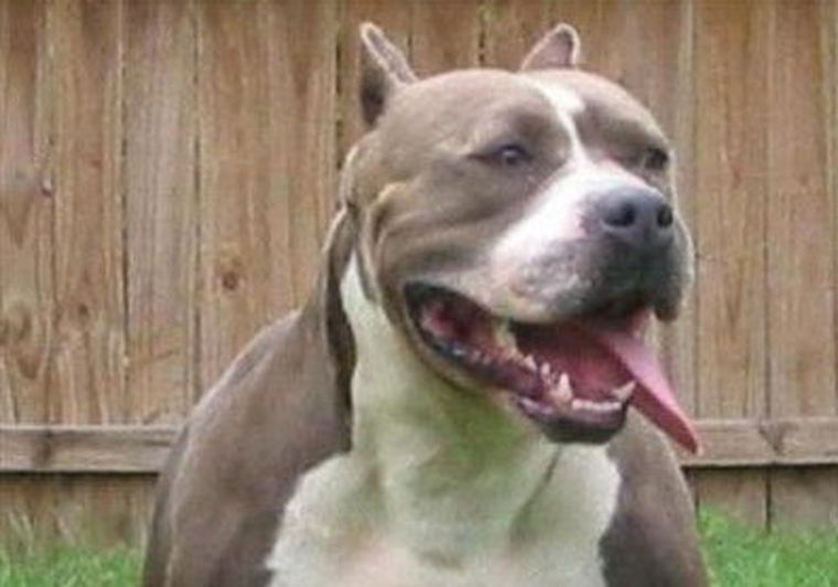 Perros Pitbull, una de las razas consideradas peligrosas. Foto: Web