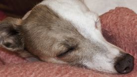 Estos perros aman la tranquilidad y el calor del sillón Foto: Shutterstock Estos perros aman la tranquilidad y el calor del sillón Foto: Shutterstock