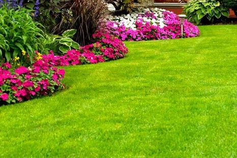 Los amantes de la jardinería buscan tener un pasto verde y saludable en sus jardines. Foto: Shutterstock