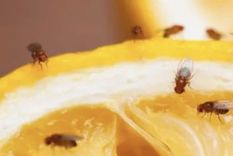 El nombre científico de esta mosca de la fruta es Drosophila melanogaster y se suele encontrar en ambientes húmedos Foto: Shutterstock