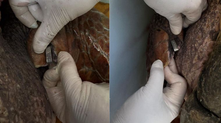 Así son las marcas en las aletas del tortugo Jorge que le colocaron cuando lo liberaron.