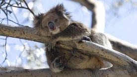 En algunas poblaciones en la Australia continental, hasta el 88% de koalas sufren de clamidia.