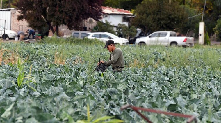 En el llamado cinturón verde de Mendoza, la mayoría de los agricultores manifestó utilizar agroquímicos. Foto: Alf Ponce\MDZ