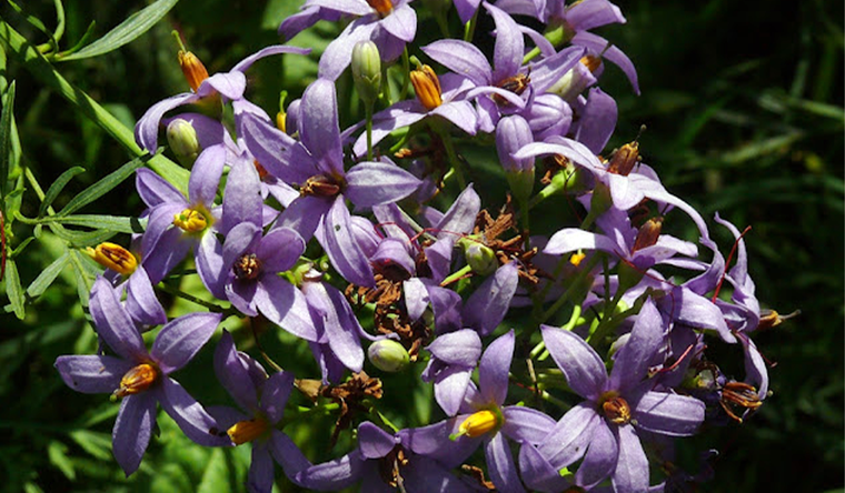 Jazmín de Córdoba, una de las plantas trepadoras de Argentina. Foto: https://florabonaerense.blogspot.com/