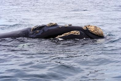 MDZol | Confirmaron una cópula de ballenas franca austral en la costa marplatense Foto: Shutterstock