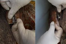 Así son las marcas en las aletas del tortugo Jorge que le colocaron cuando lo liberaron.