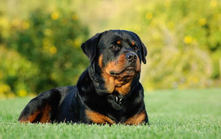 La víctima fue herida por un rottweiler (imagen ilustrativa). Foto: Shutterstock