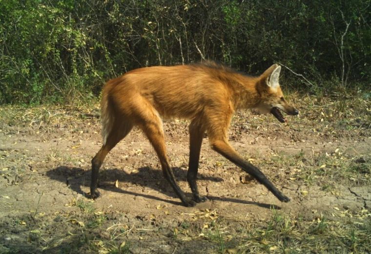El aguará guazú es una especie de lobo considerado de mal agüero y por eso se lo ha asesinado sistemáticamente. Foto: Red Yaguareté