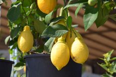 Foto: https://t1.ev.ltmcdn.com/es/posts/1/0/2/limonero_en_maceta_como_plantarlo_cuidados_y_enfermedades_2201_orig.jpg