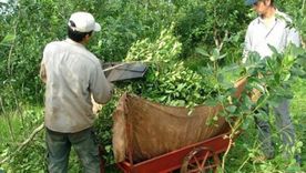 Los productores reclaman al menos $500 por kilo de hoja verde cosechada, pero por la desregulación la industria paga entre 250 y 300 pesos el kilo.&nbsp;