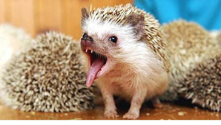El erizo africano. Foto: Pinterest
