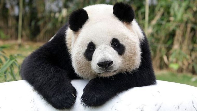 Foto: GETTY IMAGES