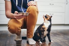 Mascotas Alimentos prohibidos para gatos Foto: Shutterstock