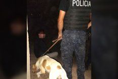 Fito, el perro del Cuerpo de Canes de la Policía que ayudó a resolver el paradero en San Martín. Fito, el perro del Cuerpo de Canes de la Policía que ayudó a resolver el paradero en San Martín.