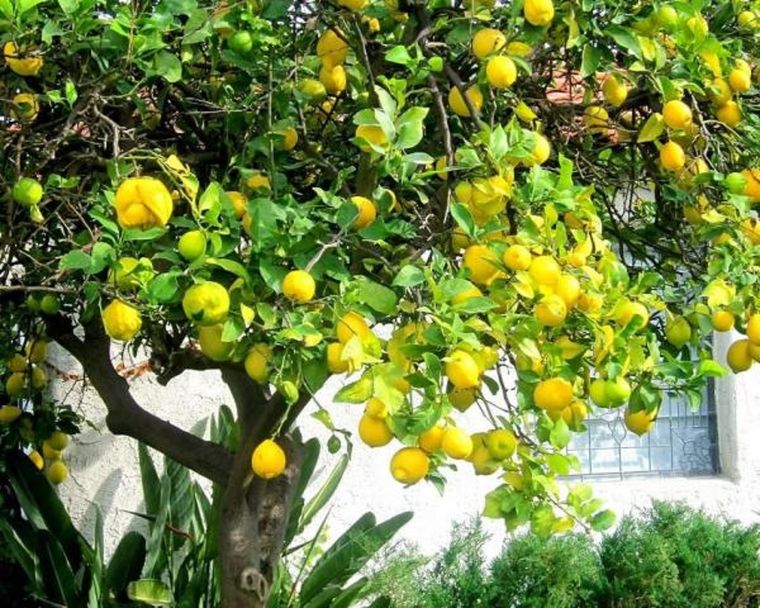 Mantén tu limonero saludable y libre de plagas con estos consejos. Foto: Pinterest