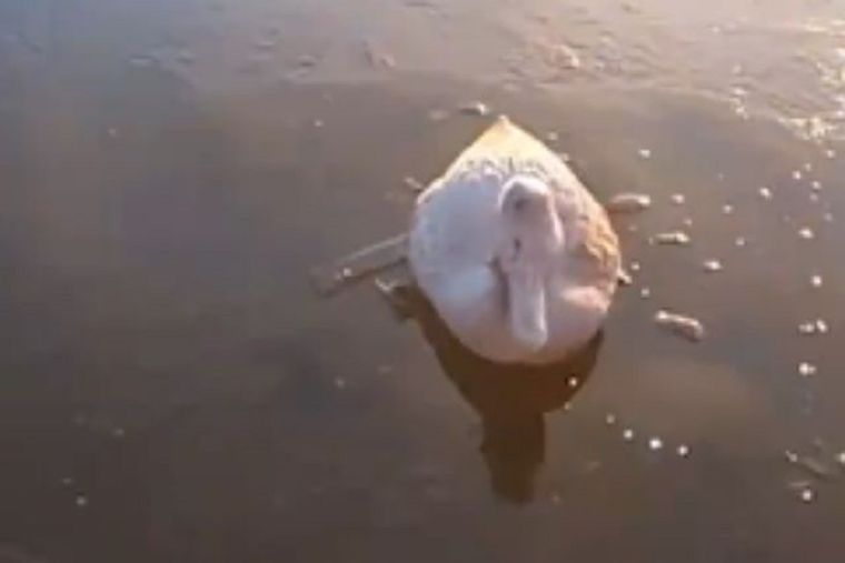 Las fuertes heladas afectan a los animales. Foto: Captura de pantalla