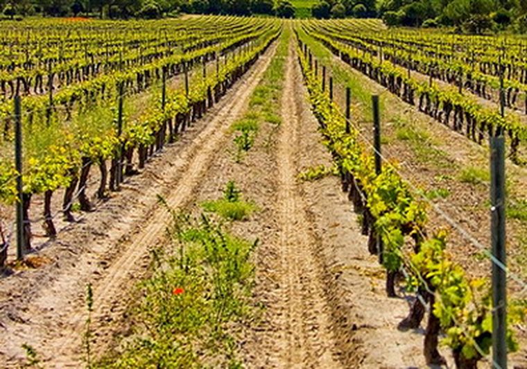Las tierras son compradas sobre todo para producción de uvas finas y nogales.