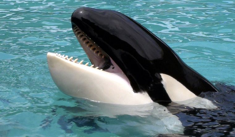 Las orcas son temibles cazadoras. Foto: Efe.