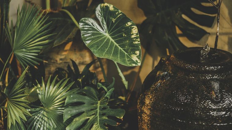 Como son muchas las plantras de interior que purifican el aire las mismas son limpiadoras activas del aire que nos rodea. Foto: Pixabay