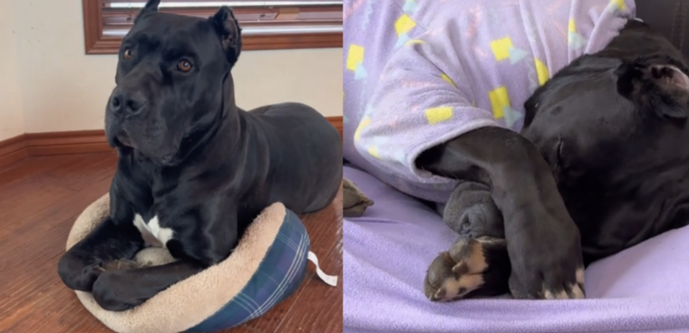 Este gran perro conquistó a todos los usuarios de internet. Foto: Archivo