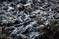 Las heladas negras se producen cuando la temperatura baja por debajo de los 0ºC pero no se forma escarcha. Esto sucede porque el aire está tan seco. Foto: Meteored