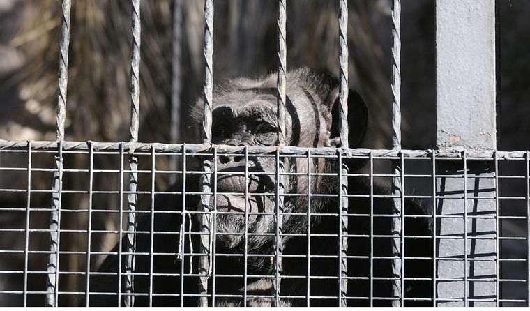 Cecilia, la chimpancé que vivió 20 años en cautiverio. Cecilia, la chimpancé que vivió 20 años en cautiverio.