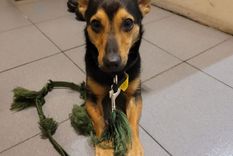 tras el caso de coco: ¿que se necesita para ingresar a argentina con una mascota?