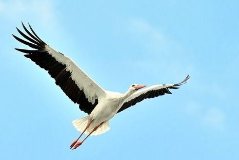 Pusieron rastreador SIM en una cigüeña y reciben factura: $76.000