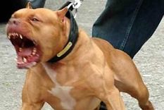 El ladrón fue recibido por el pitbull y después por el dueño policía de la casa El ladrón fue recibido por el pitbull y después por el dueño policía de la casa