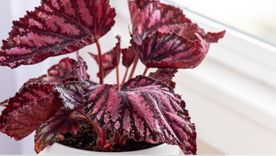 La Begonia rex pertenece a la familia Begoniaceae. Esta es una de las plantas ideales para tener en esta época en casa. La Begonia rex pertenece a la familia Begoniaceae. Esta es una de las plantas ideales para tener en esta época en casa.