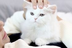 Los gatos demuestran que pueden ser tan cariñosos como los perros Foto: Shutterstock