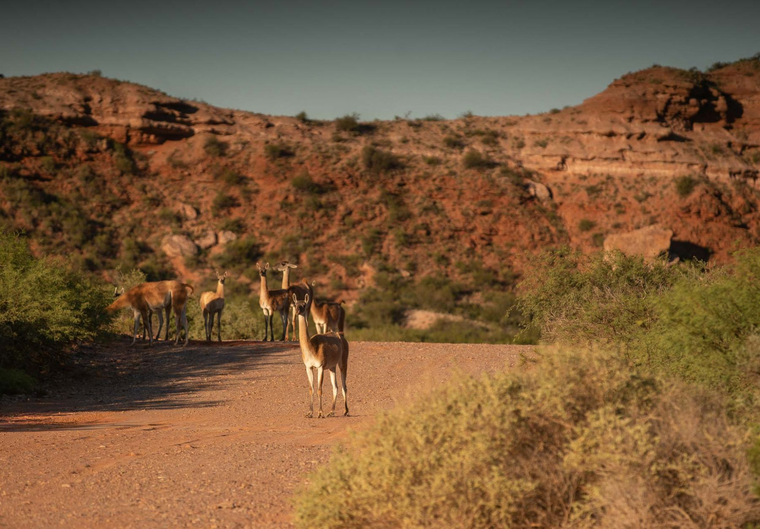 La fauna autóctona, como los guanacos, acompaña a los visitantes en medio de los paisajes rojizos de la Sierra de las Quijadas. La fauna autóctona, como los guanacos, acompaña a los visitantes en medio de los paisajes rojizos de la Sierra de las Quijadas.