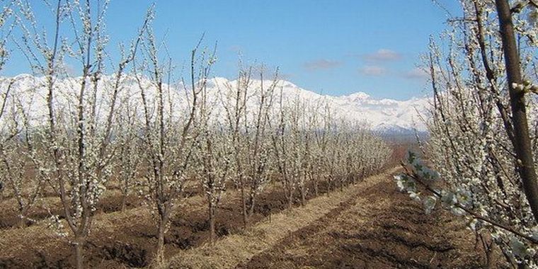 Ciruelos en flor anuncian la llegada de la primavera.